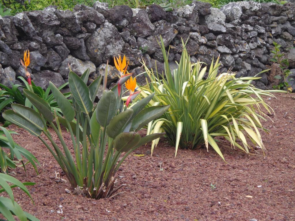 Appartamento Casa da Vigia Calheta de Nesquim Esterno foto